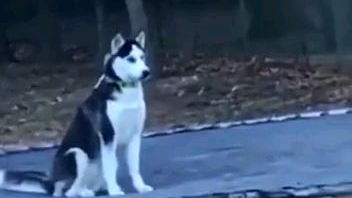 狗狗会在意哪些事情?